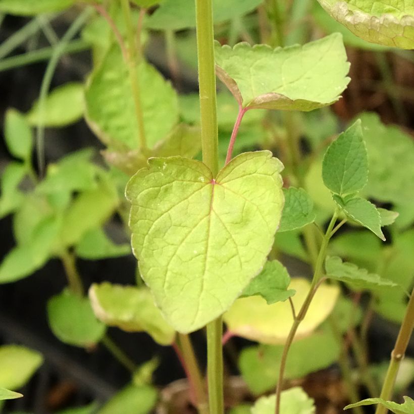 Agastache Beelicious Purple (Foliage)