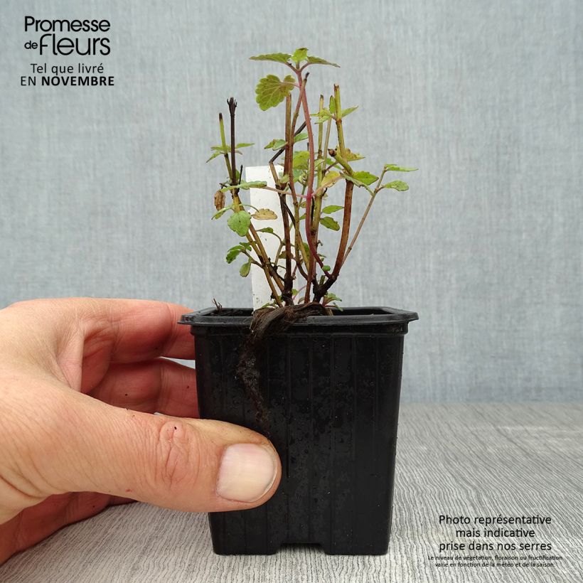 Agastache Kudos Coral 8/9 cm pot sample as delivered in autumn