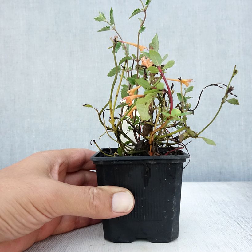 Agastache Kudos Mandarin 8/9 cm pot sample as delivered in summer