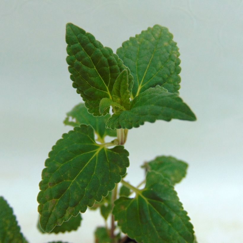 Agastache Summer Love® (Foliage)