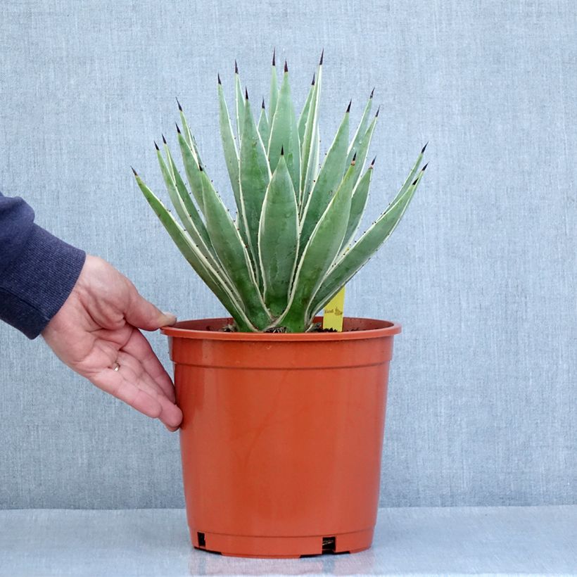 Agave angustifolia MarginataPot de 4L/5L sample as delivered in spring