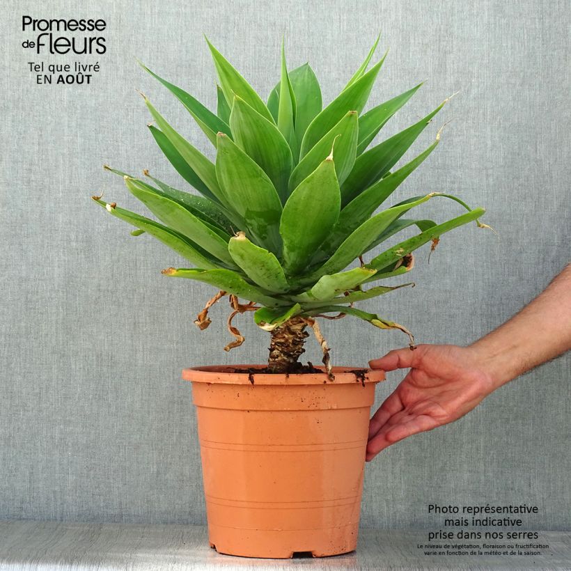 Agave attenuata - Agave à cou de cygne Pot de 7,5L/10L sample as delivered in summer