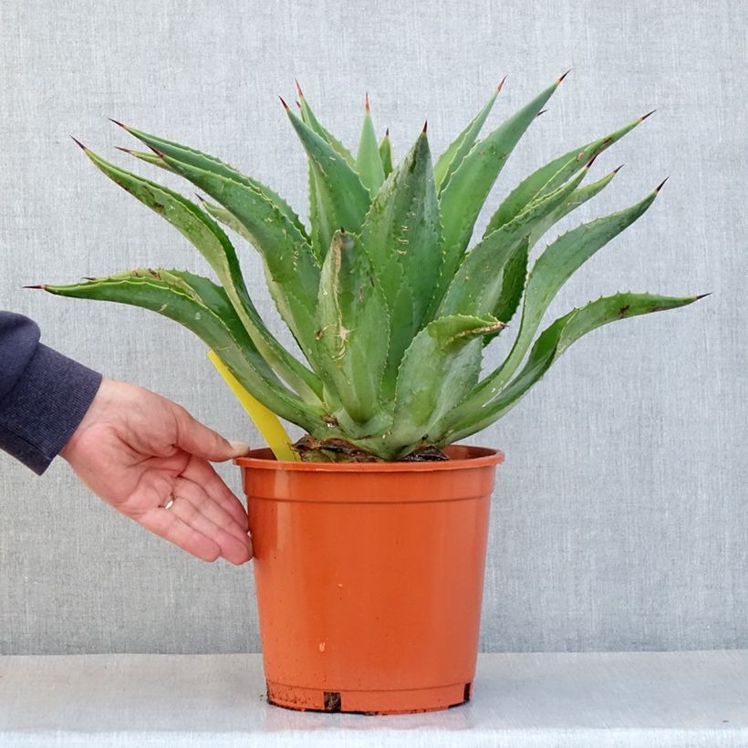 Agave desmetiana 4L/5L pot sample as delivered in spring