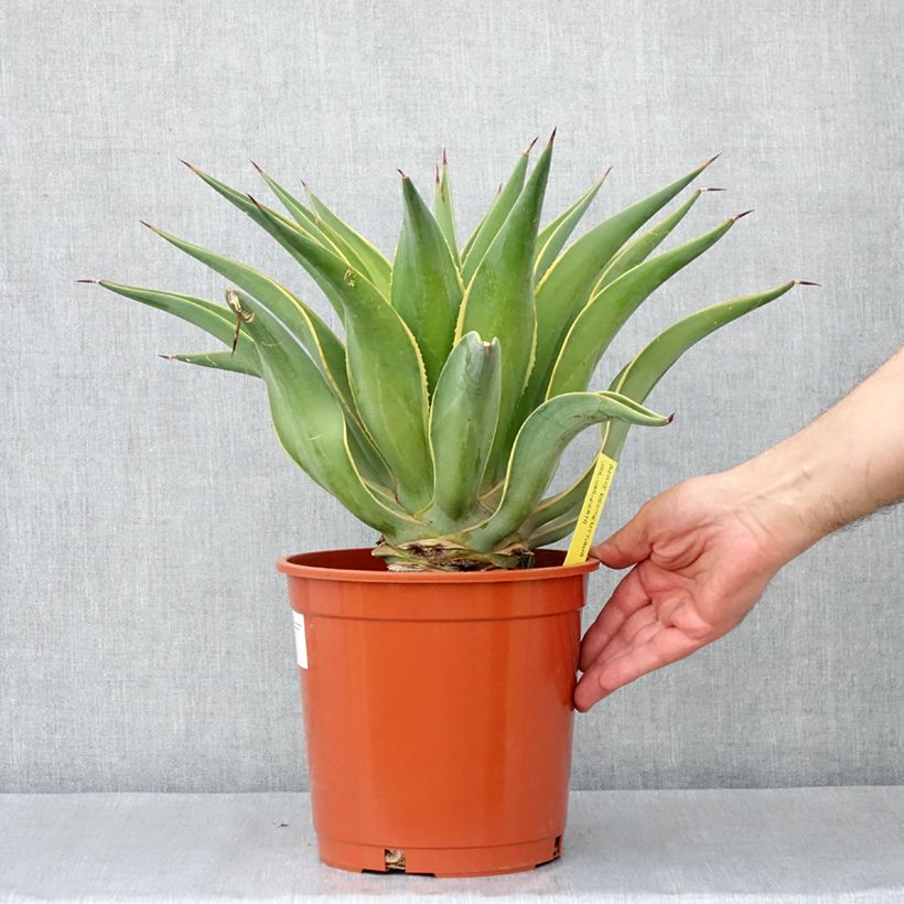 Agave desmetiana Variegata - Agave lisse Pot de 4L/5L sample as delivered in spring