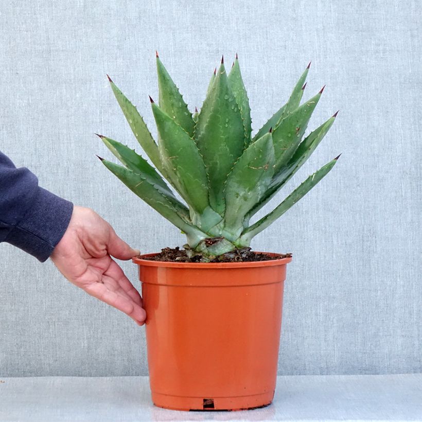 Agave fourcroydes - Henequen 4L/5L pot sample as delivered in spring