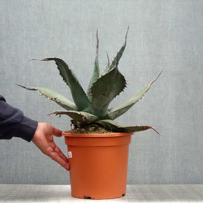 Agave havardiana Pot de 7,5L/10L sample as delivered in summer