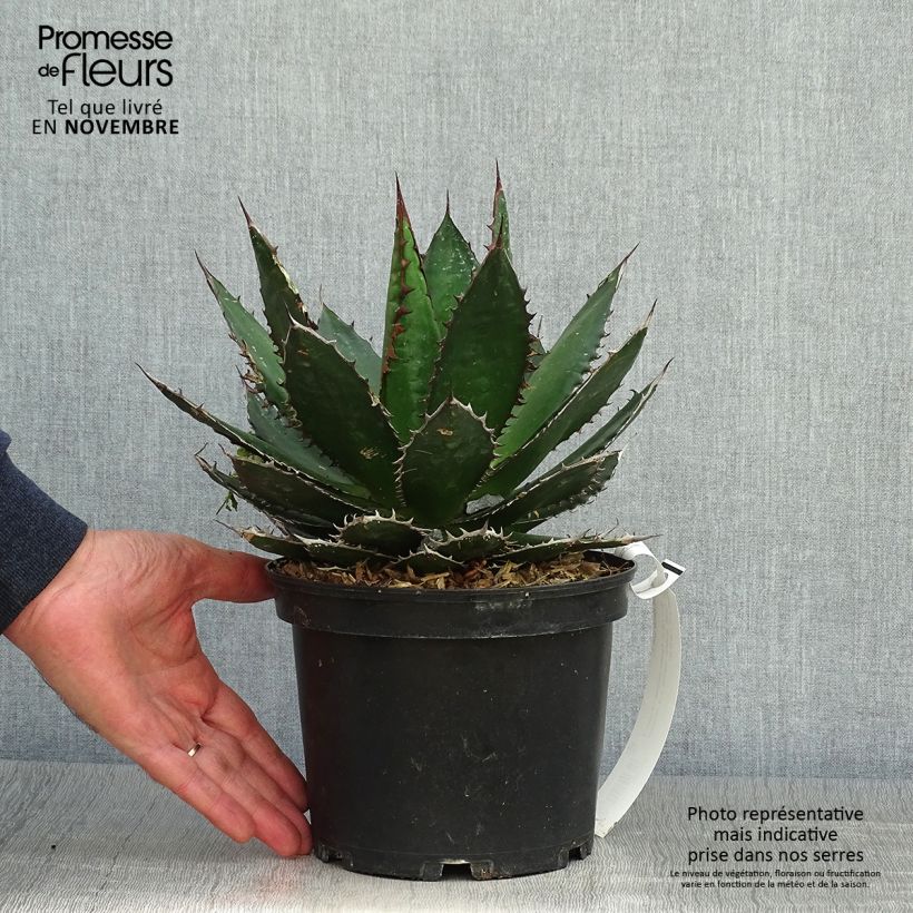 Agave horrida - Pot de 3L/4L sample as delivered in autumn