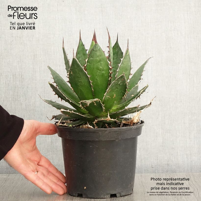 Agave horrida - Pot de 3L/4L sample as delivered in winter