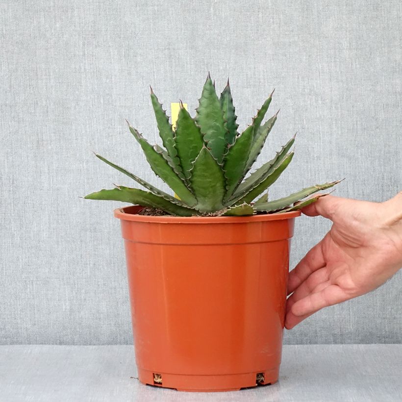 Agave lophantha - Striped agave, thorny crested agave 4L/5L pot sample as delivered in spring