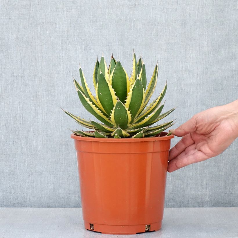 Agave lophantha Quadricolor - Striped agave Quadricolor 4L/5L pot sample as delivered in spring