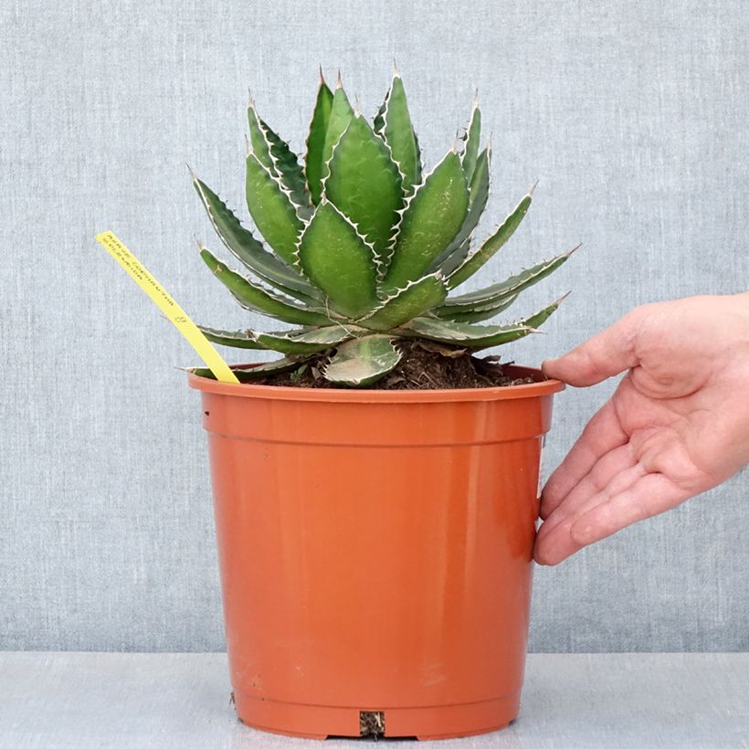 Agave lophantha 'Splendida' - Bicolour agave  4L/5L pot sample as delivered in spring