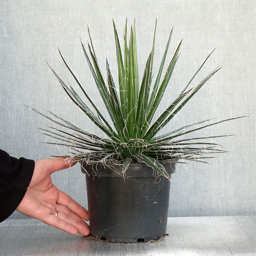 Agave multifilifera  3L/4L pot sample as delivered in autumn