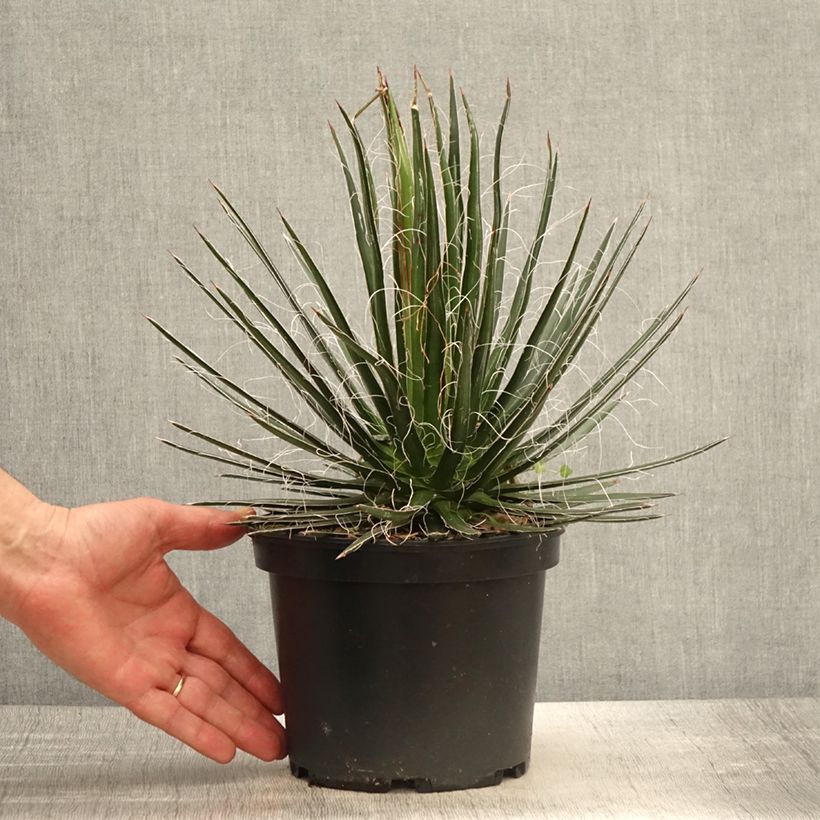 Agave multifilifera - Agave des montagnes - Pot de 3L/4L sample as delivered in spring