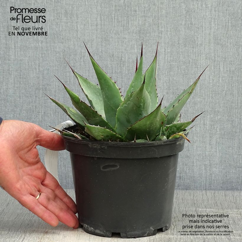 Agave parrasana 3L/4L pot sample as delivered in autumn
