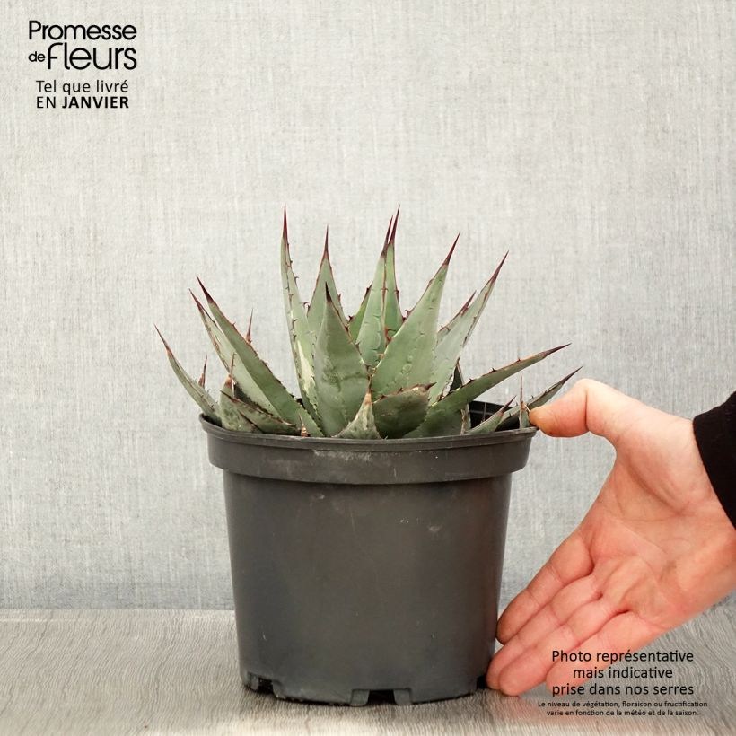 Agave parrasana - Agave chou - Pot de 3L/4L sample as delivered in winter