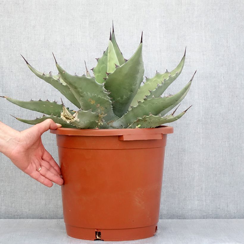 Agave salmiana subsp. crassispina 7.5L/10L pot sample as delivered in spring