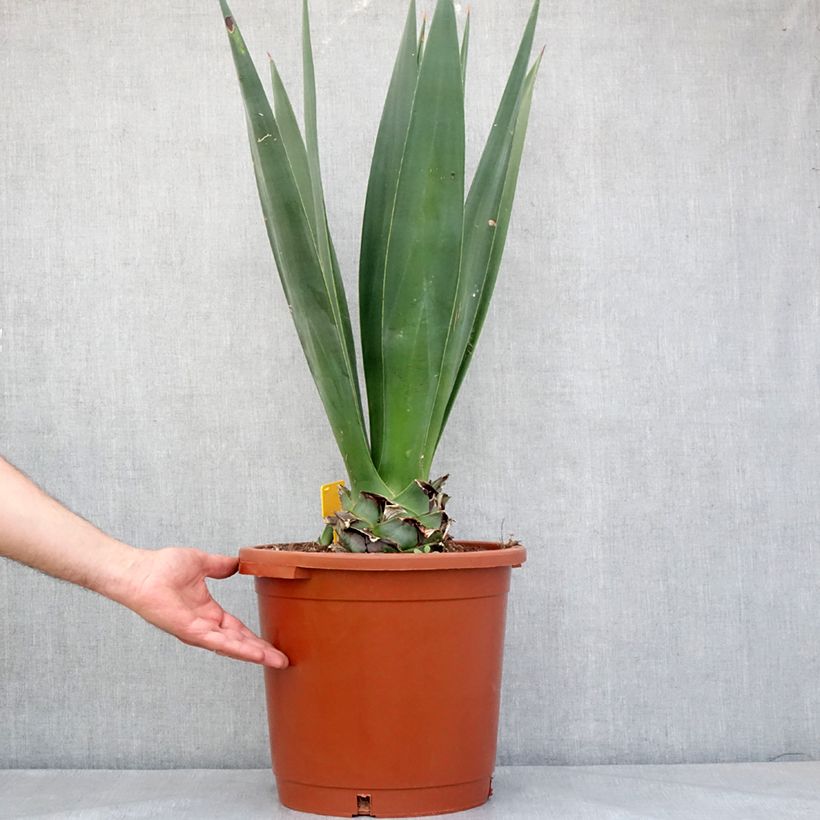 Agave sisalana - Sisal 7.5L/10L pot sample as delivered in spring