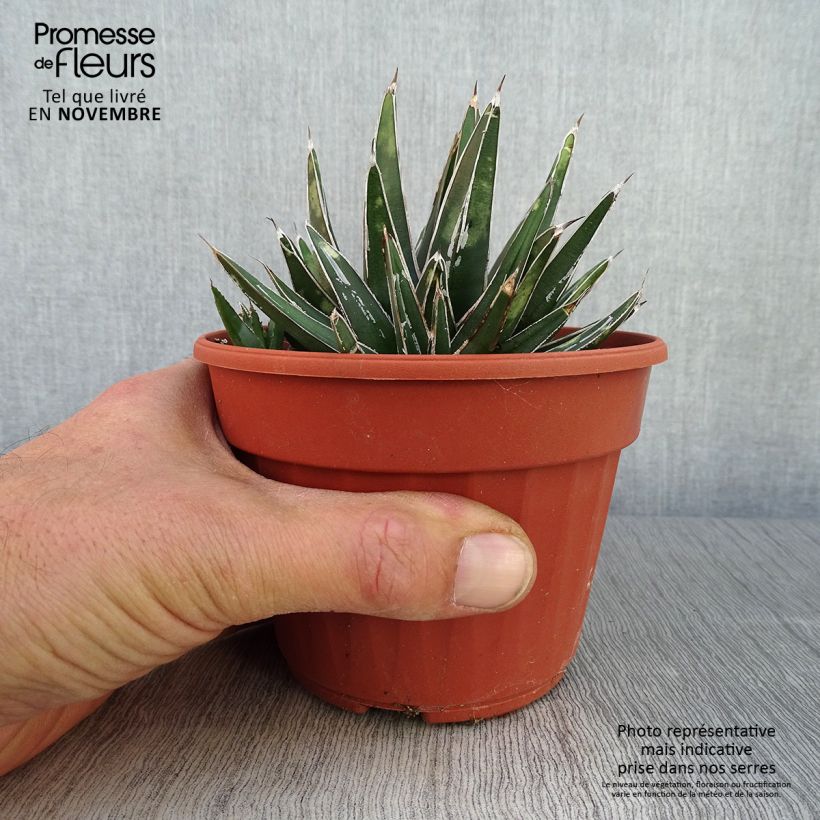 Agave victoriae reginae en pot de 13 cm sample as delivered in autumn