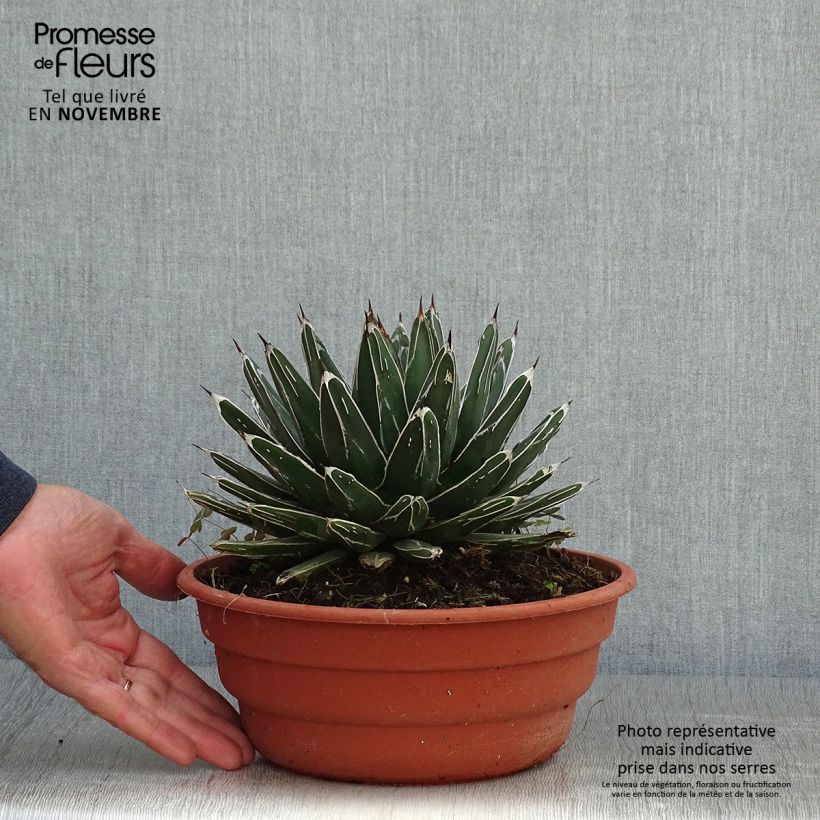 Agave victoriae reginae en pot de 5L sample as delivered in autumn