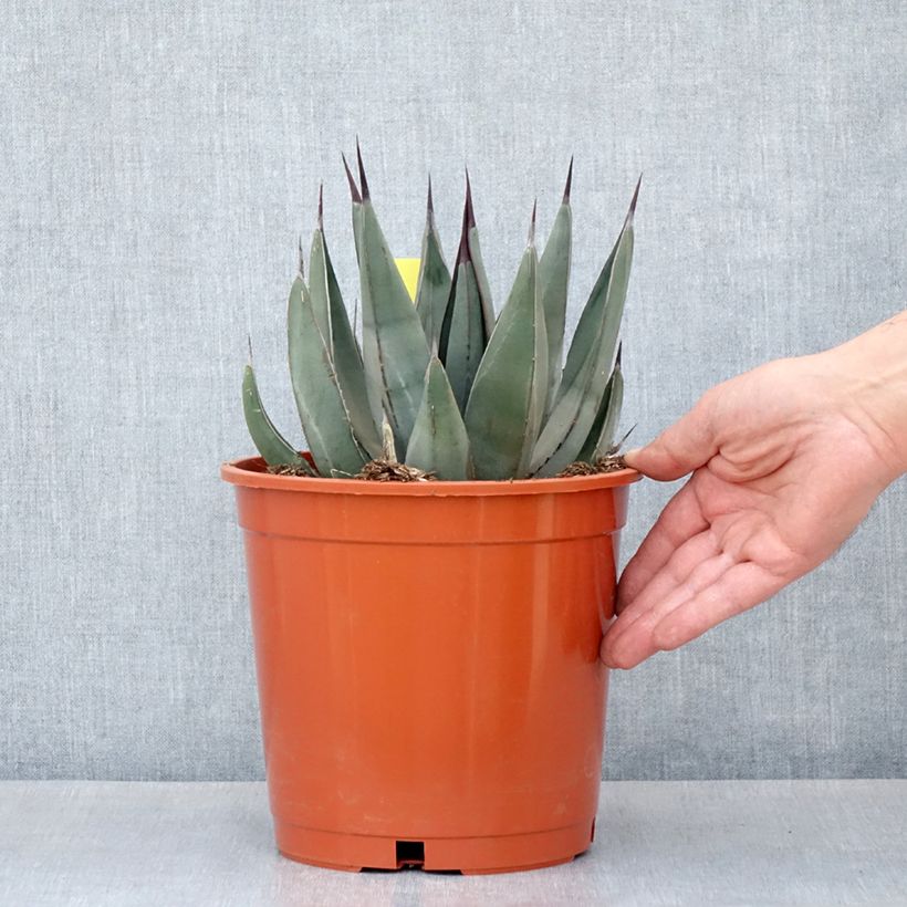 Agave x nigra   4L/5L pot sample as delivered in spring