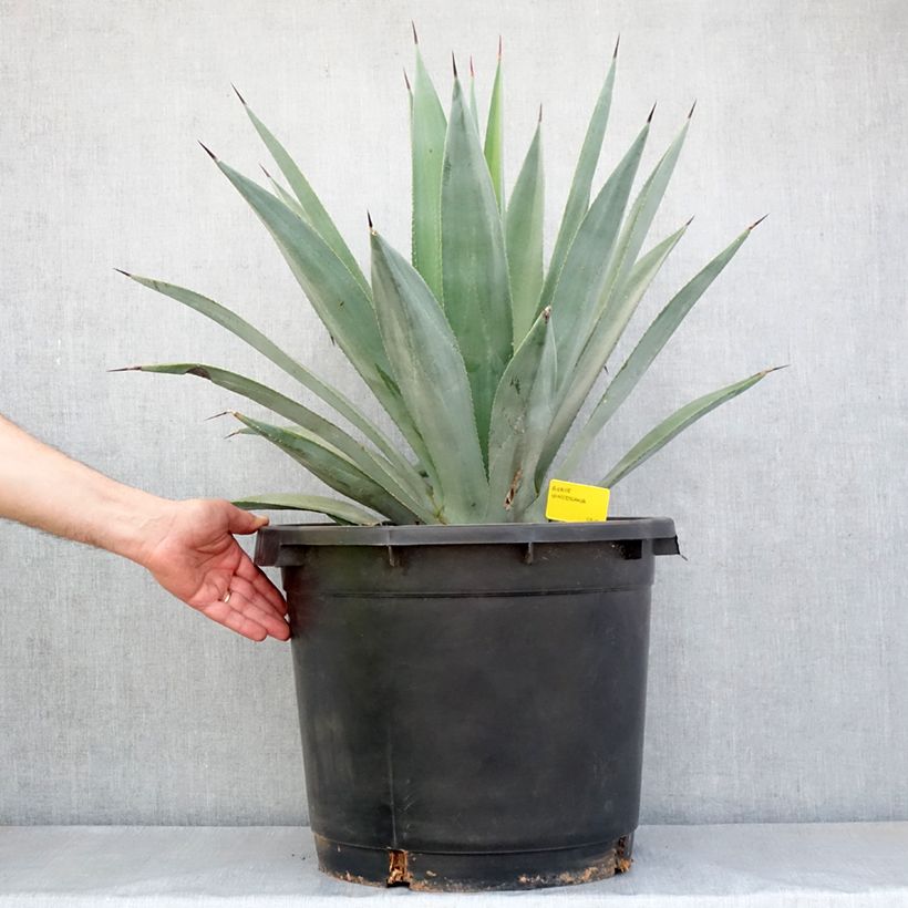 Agave x winteriana 30L/35L pot sample as delivered in spring