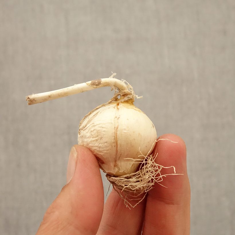 Allium nectaroscordum Bulb size 10+ sample as delivered in autumn