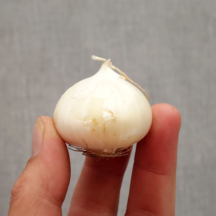 Allium karataviense - Turkish Onion Bulb size 12+ sample as delivered in autumn