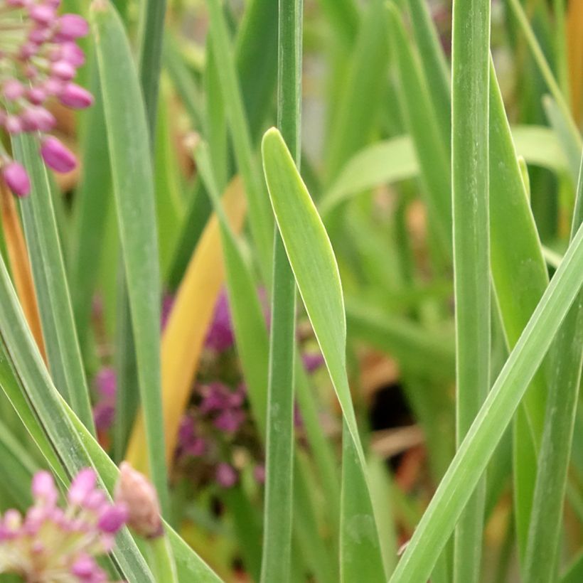 Allium Lavender Bubbles (Foliage)