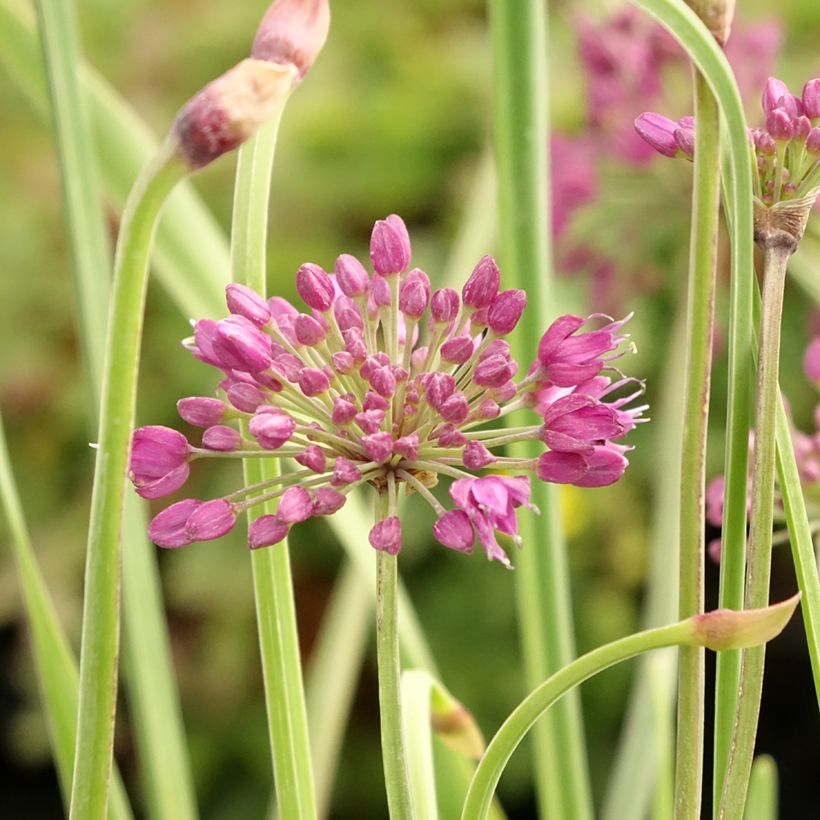 Allium Lavender Bubbles (Flowering)