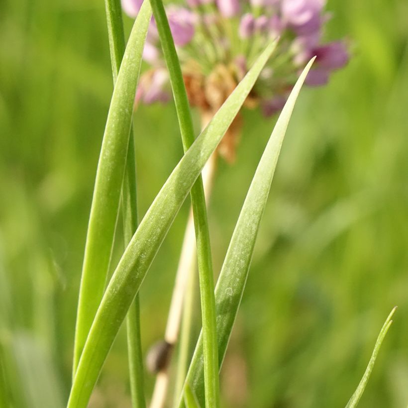 Allium senescens Avatar (Foliage)