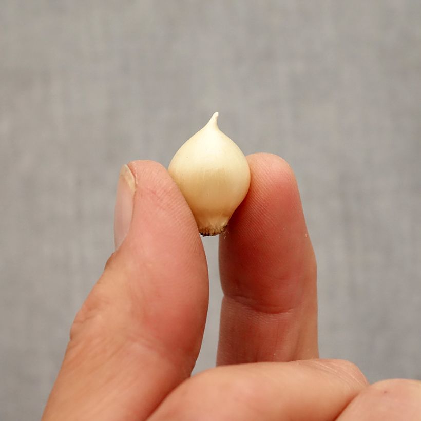 Rocambole Garlic - Allium scorodoprasum Bulb size 5+ sample as delivered in autumn