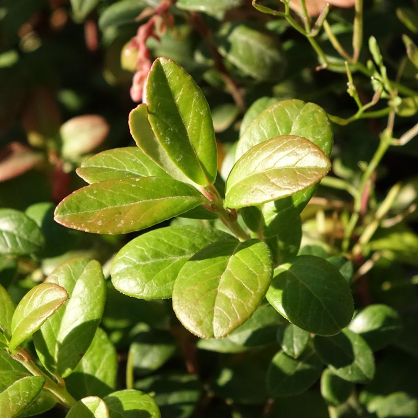 Vaccinium vitis-idaea - Organic Red Bilberry (Foliage)