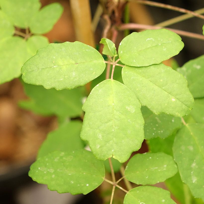 Akebia x pentaphylla  (Foliage)