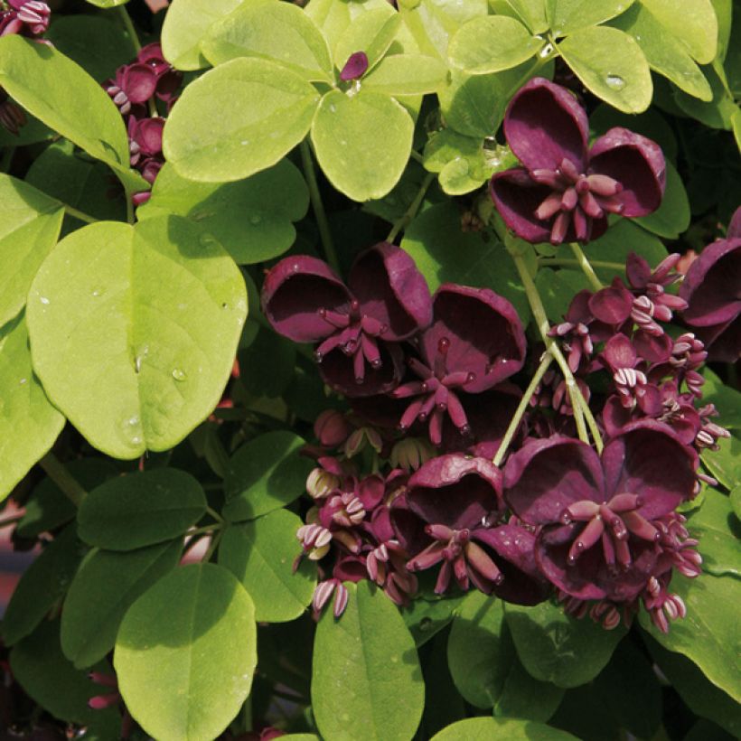 Akebia quinata - Chocolate Vine (Flowering)