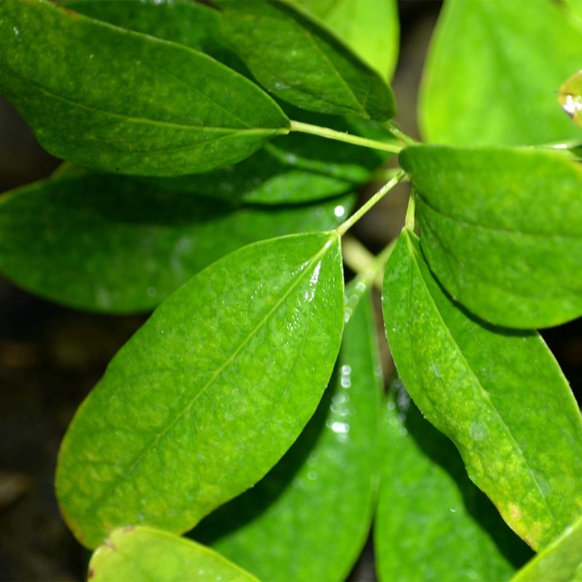 Akebia quinata Akebia Cream Form (Foliage)