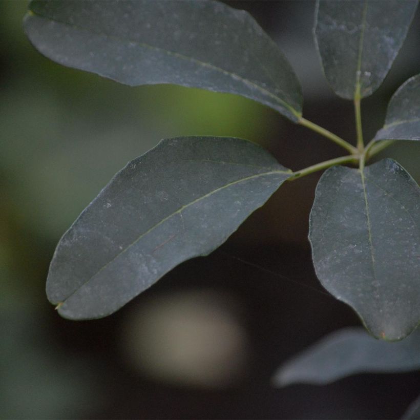 Akebia quinata var. Rosea (Foliage)