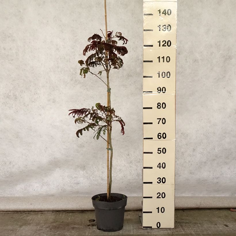 Albizzia julibrissin Summer Chocolate 7.5L/10L pot sample as delivered in summer