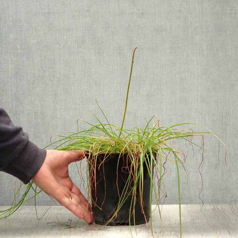 Albuca shawii  sample as delivered in summer