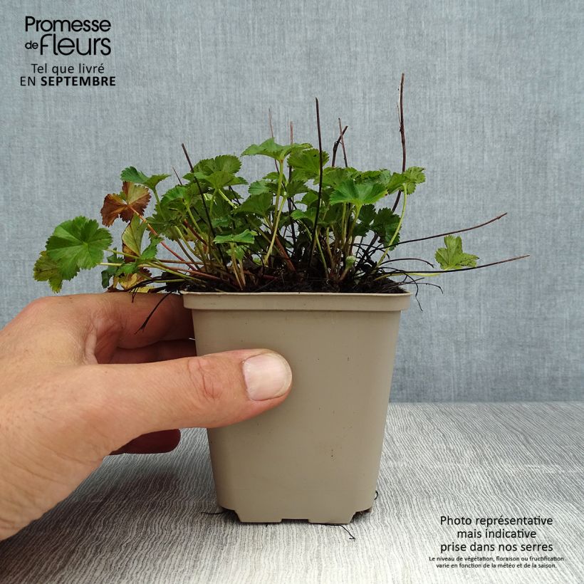 Alchemilla  erythropoda  8/9 cm pot sample as delivered in summer