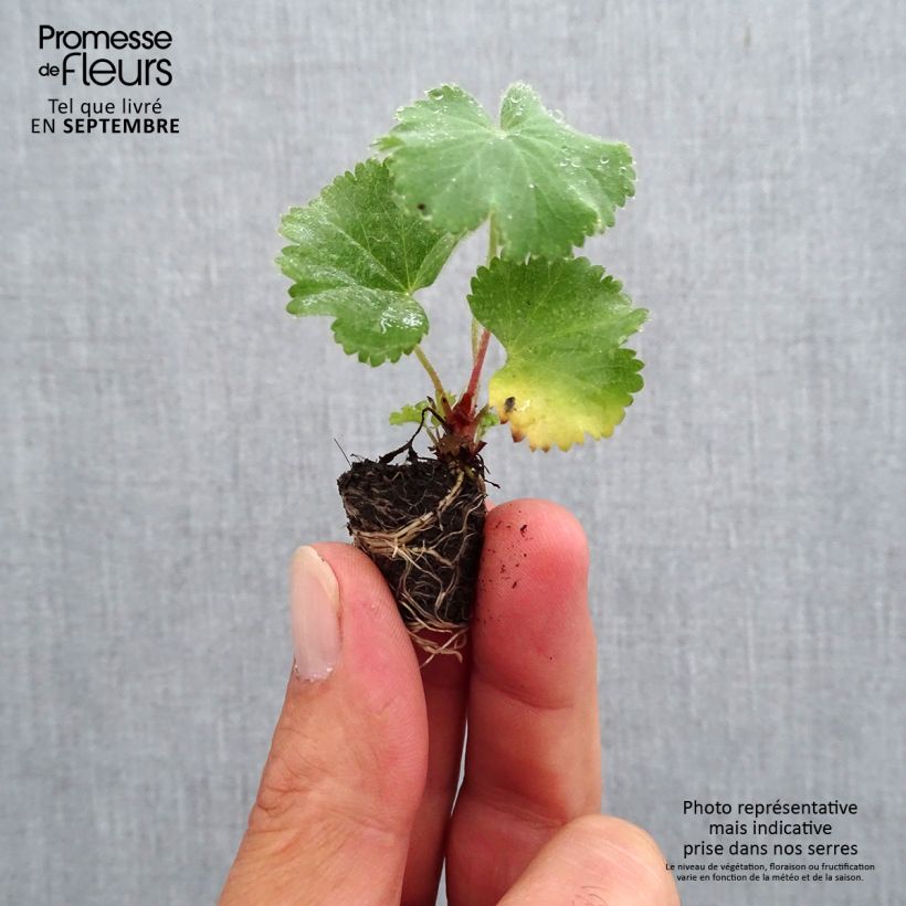 Alchemilla mollis  Plug plant 1.5/2.5 cm sample as delivered in autumn