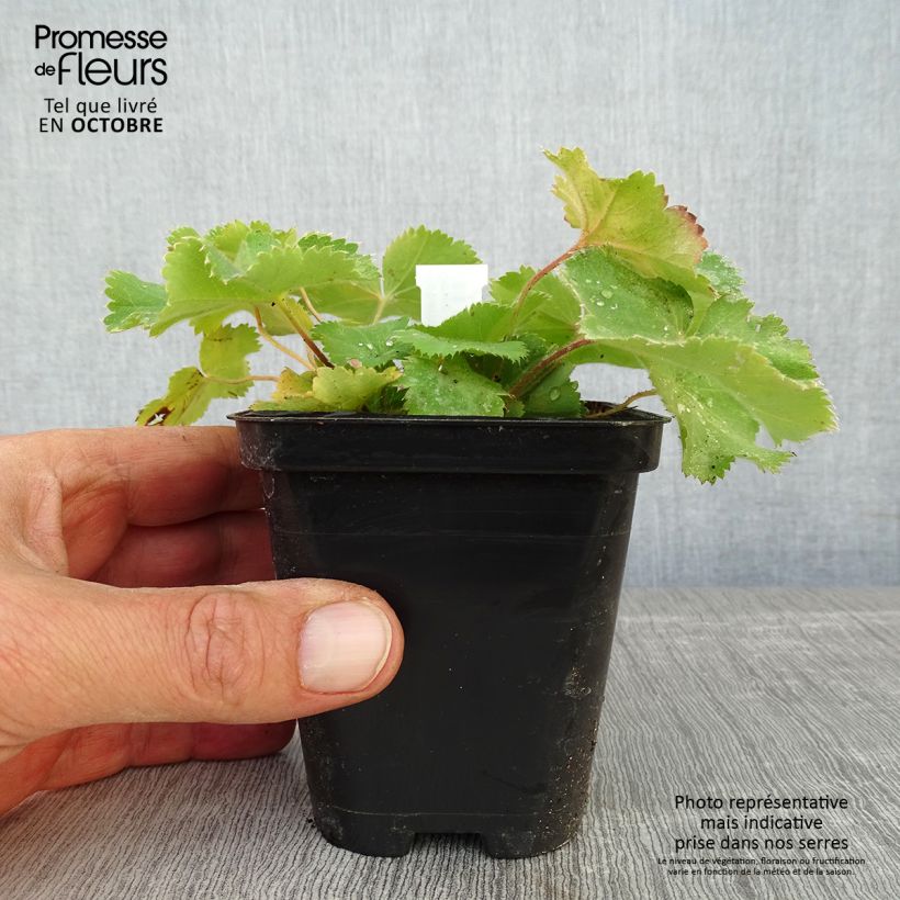 Alchemille Thriller - Alchemilla mollis - godet de 8/9cm sample as delivered in autumn