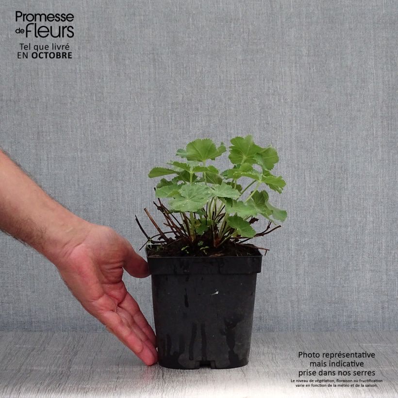 Alchemille Thriller - Alchemilla mollis Pot de 2L/3L sample as delivered in autumn