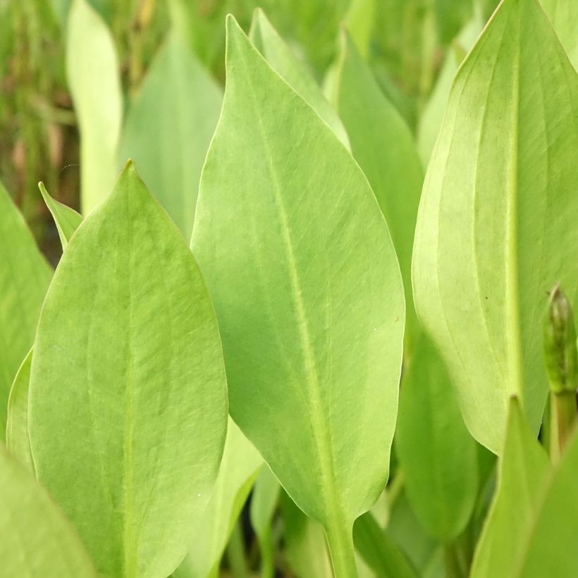 Alisma lanceolatum (Foliage)