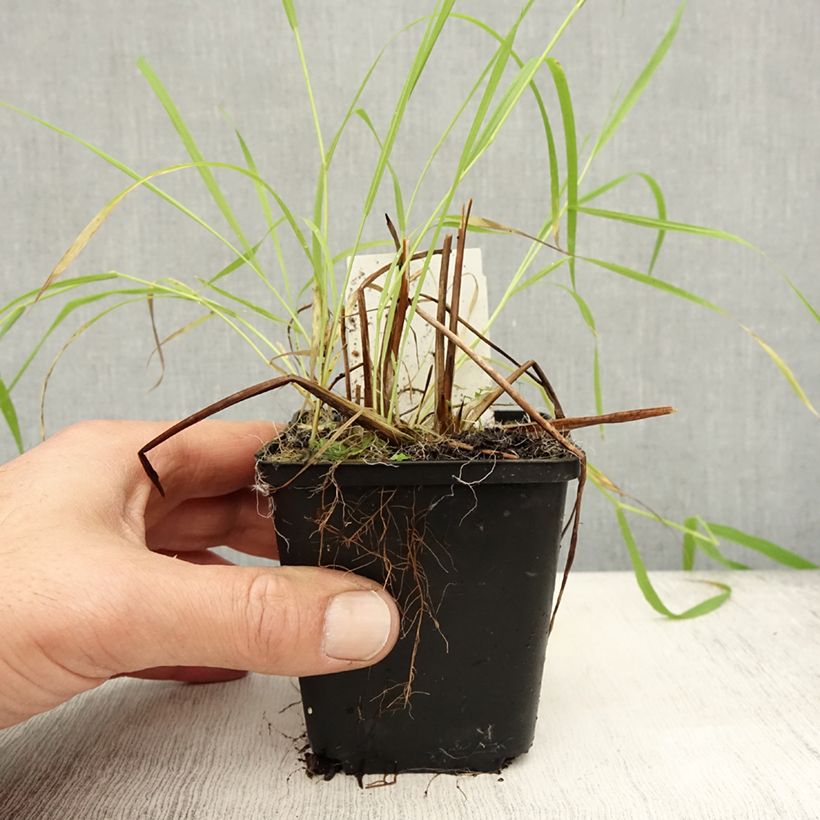 Alisma lanceolatum 8/9 cm pot sample as delivered in autumn