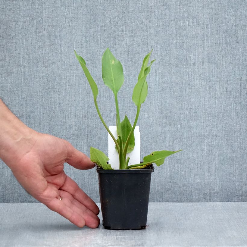 Alisma lanceolatum 8/9 cm pot sample as delivered in summer