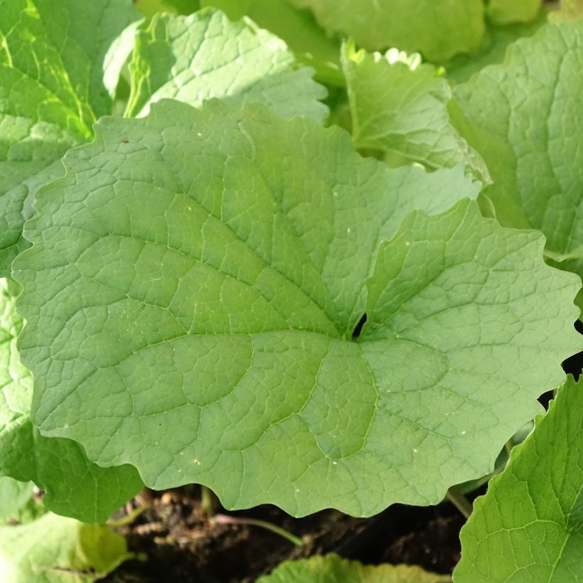 Alliaria petiolata (Foliage)
