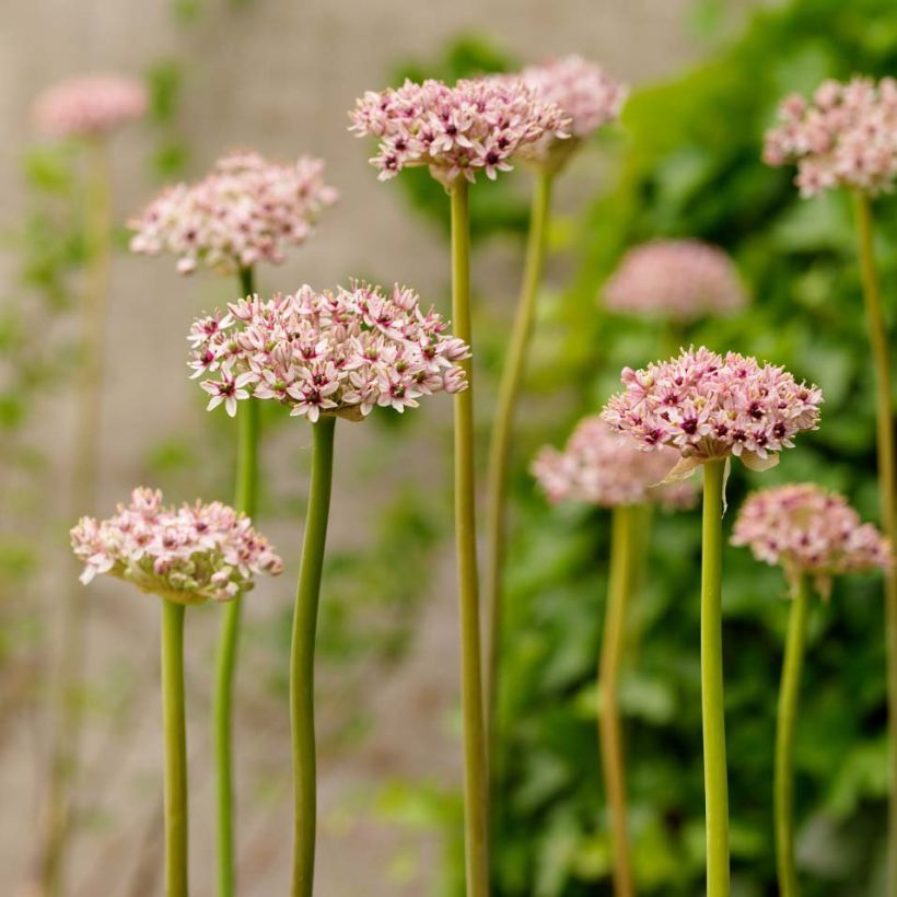 Allium Red Eye (Plant habit)