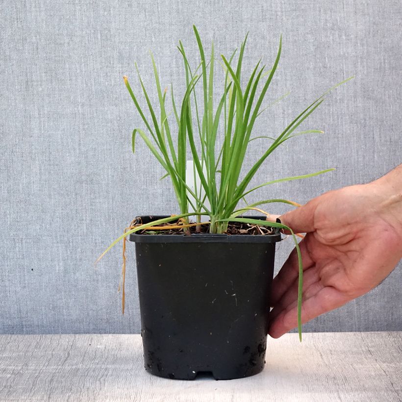 Garlic Chives Cliffs of Dover - Allium tuberosum 2L/3L pot sample as delivered in summer