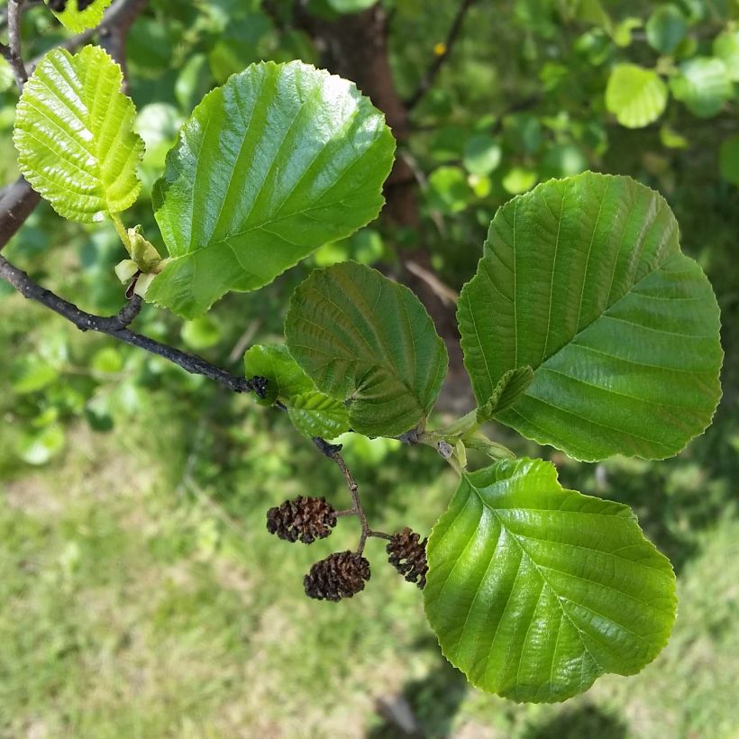 Alnus glutinosa (Foliage)