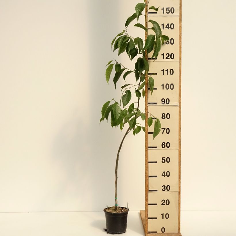 Alnus x spaethii 3L/4L pot sample as delivered in summer